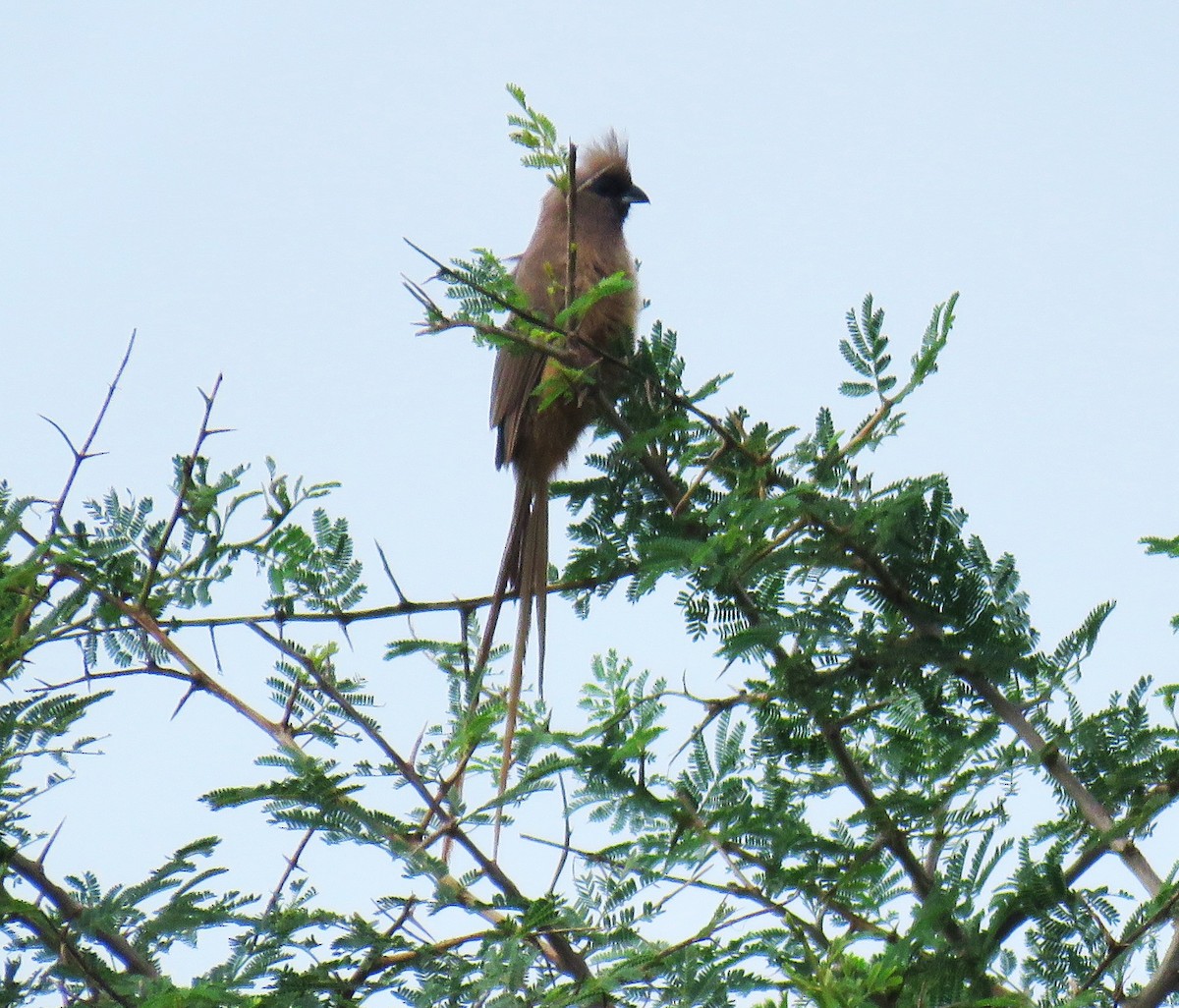 Бурокрылая птица-мышь - ML650934284