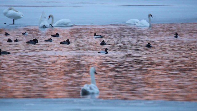 Canvasback - ML650934472