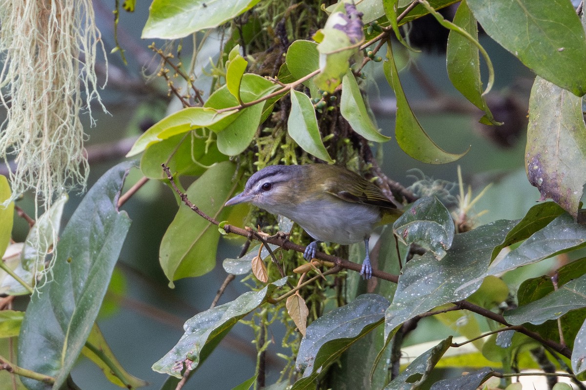 Chivivireo - ML650934573