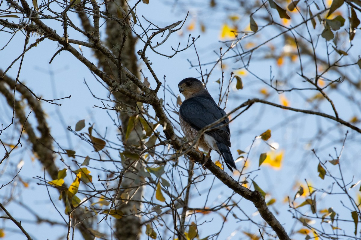 Cooper's Hawk - ML650934585