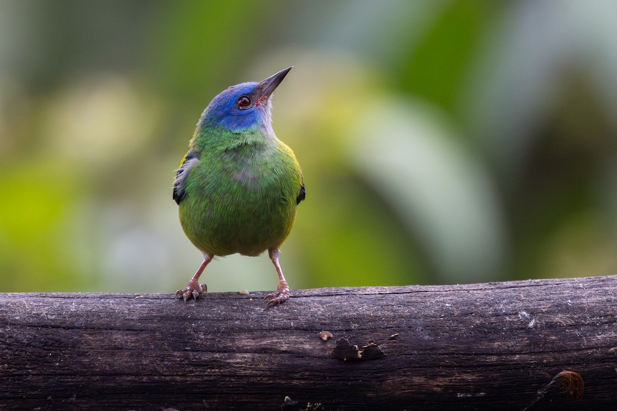 Blaukopfpitpit - ML650934602