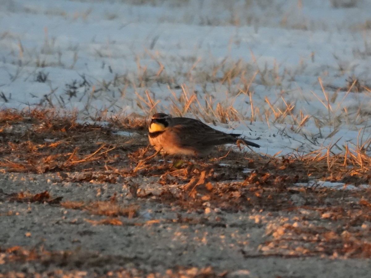 Horned Lark - ML650934653