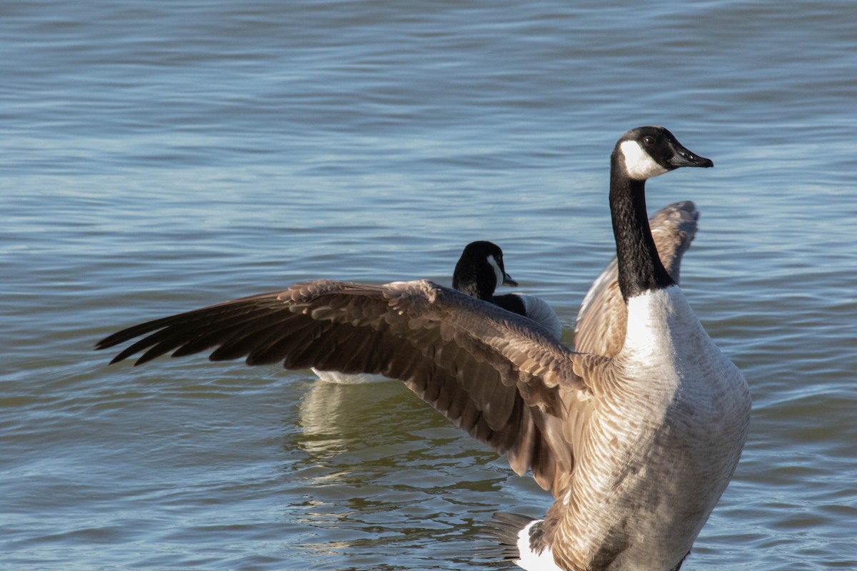 ברנטה קנדית - ML650934786