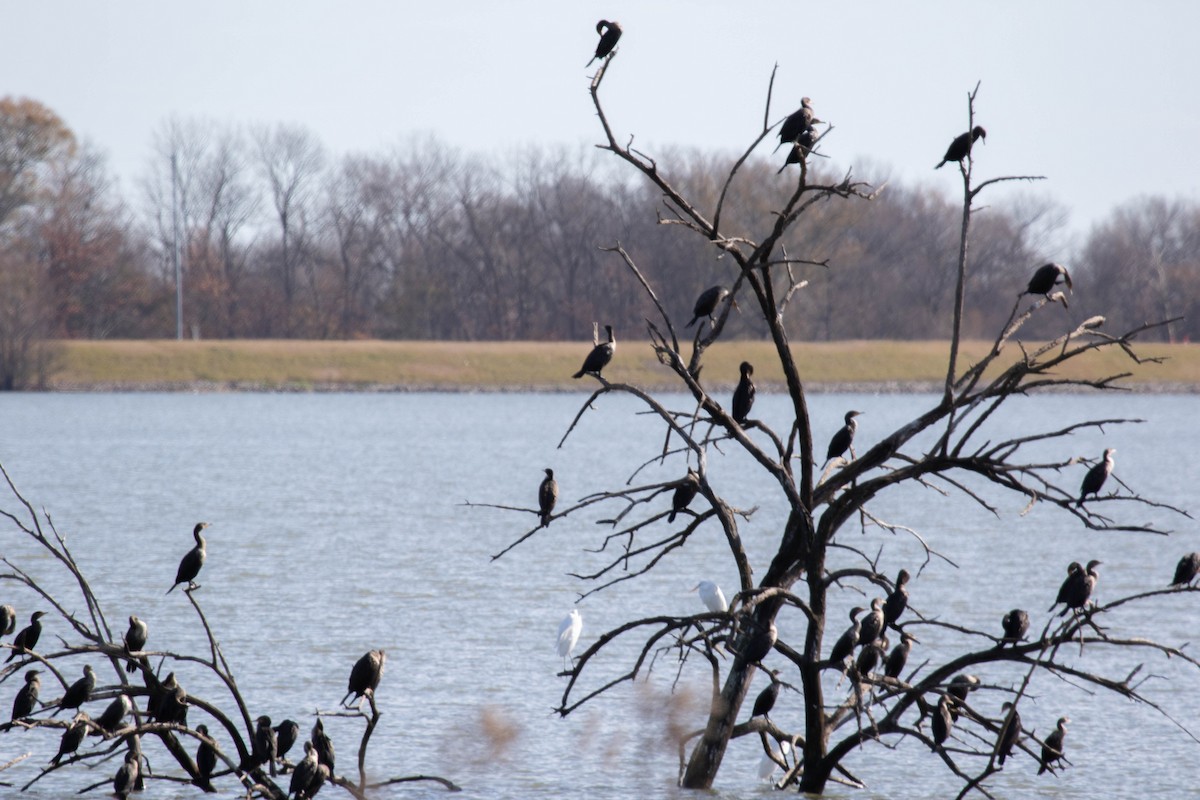 קורמורן אמריקני - ML650934803