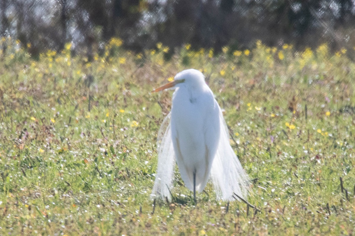 לבנית גדולה - ML650934821