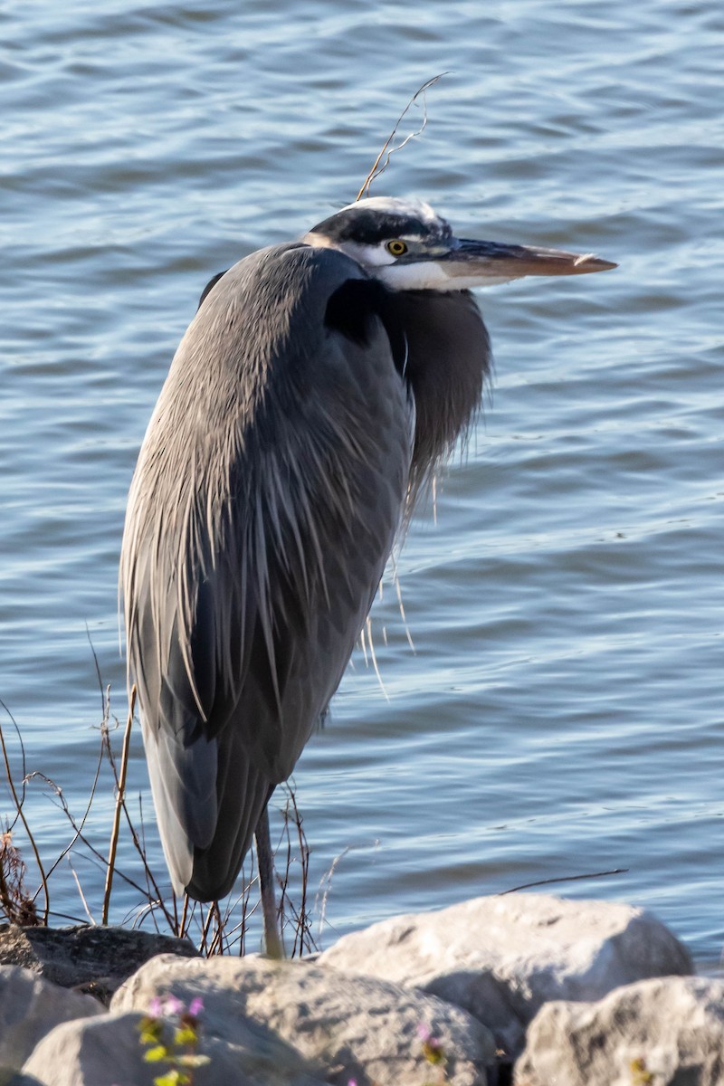 אנפה אמריקנית - ML650934831