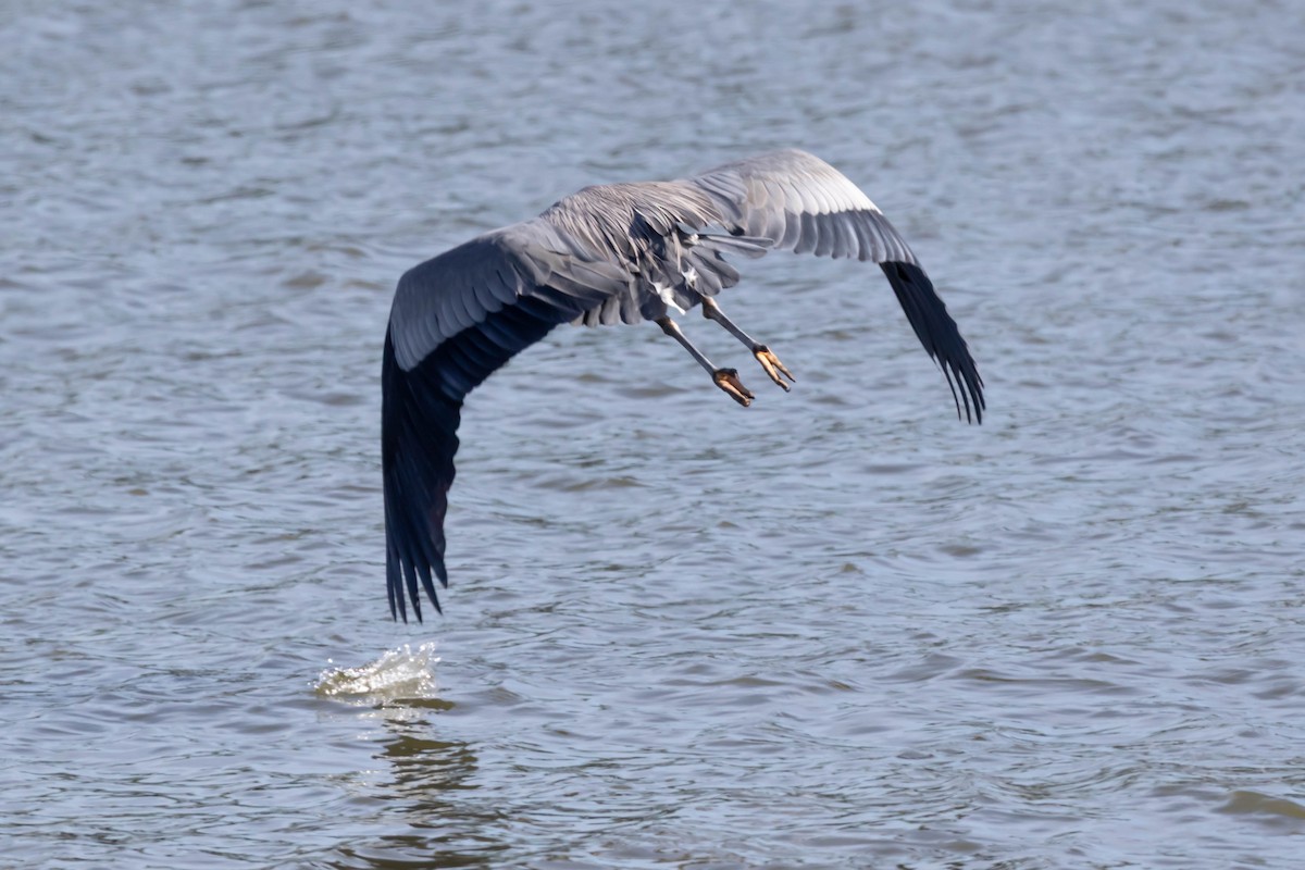 אנפה אמריקנית - ML650934832