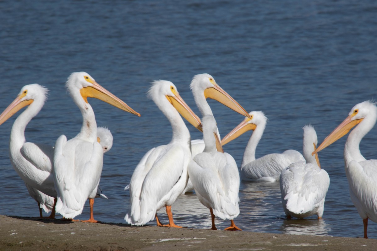 שקנאי אמריקני - ML650934843