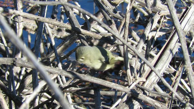 Ruby-crowned Kinglet - ML650934844