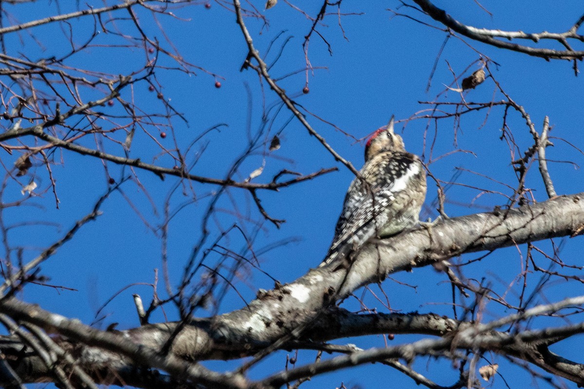 נקר צהוב-בטן - ML650934850