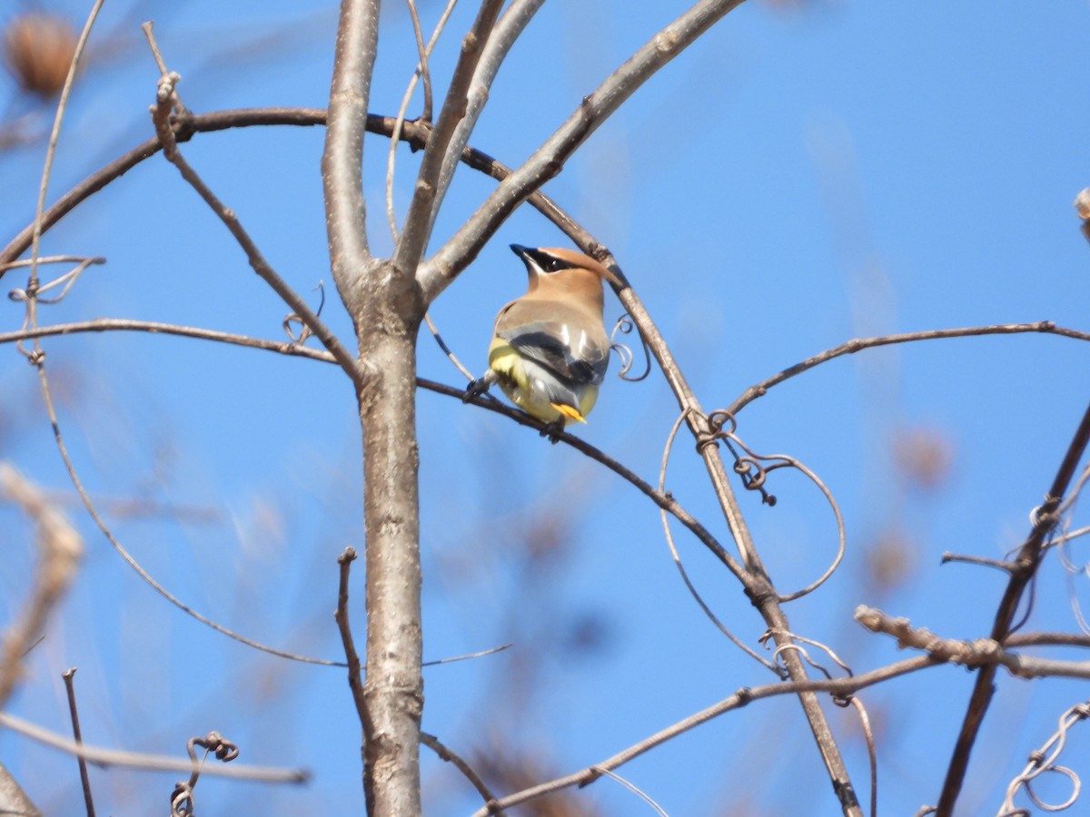 Cedar Waxwing - ML650934863