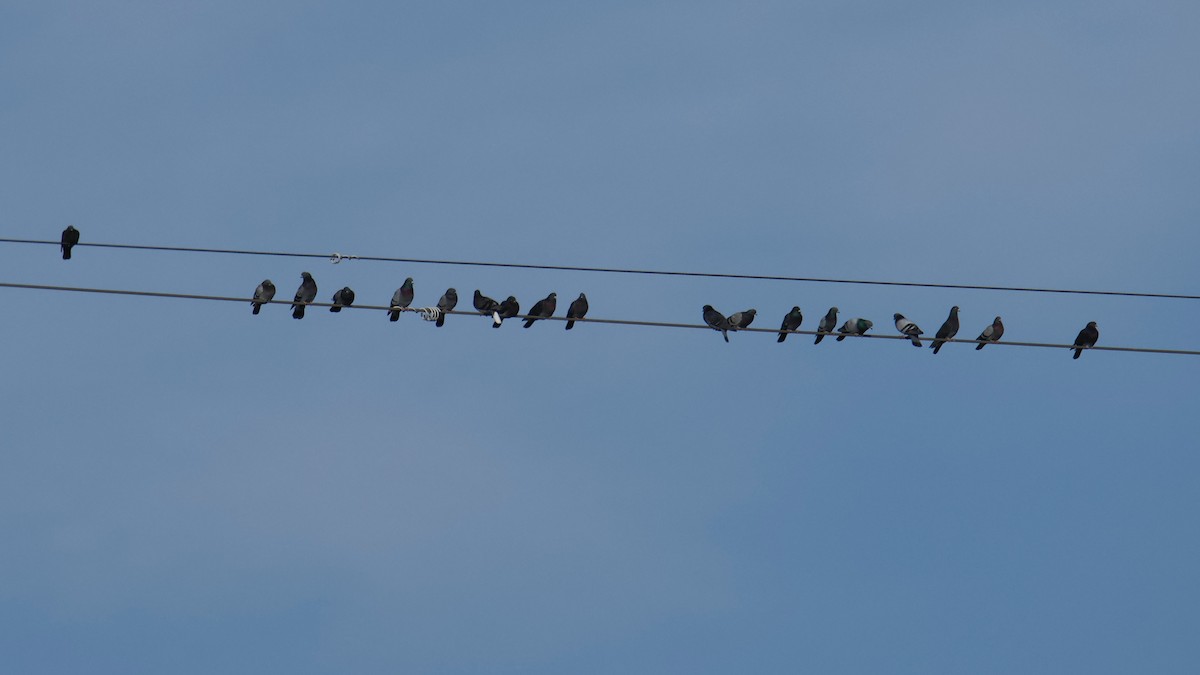 Rock Pigeon (Feral Pigeon) - ML650934874