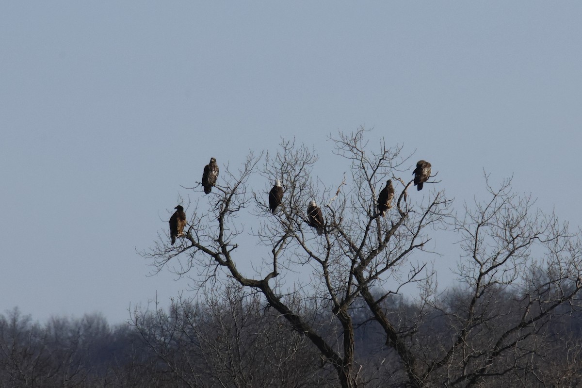 Bald Eagle - ML650934883