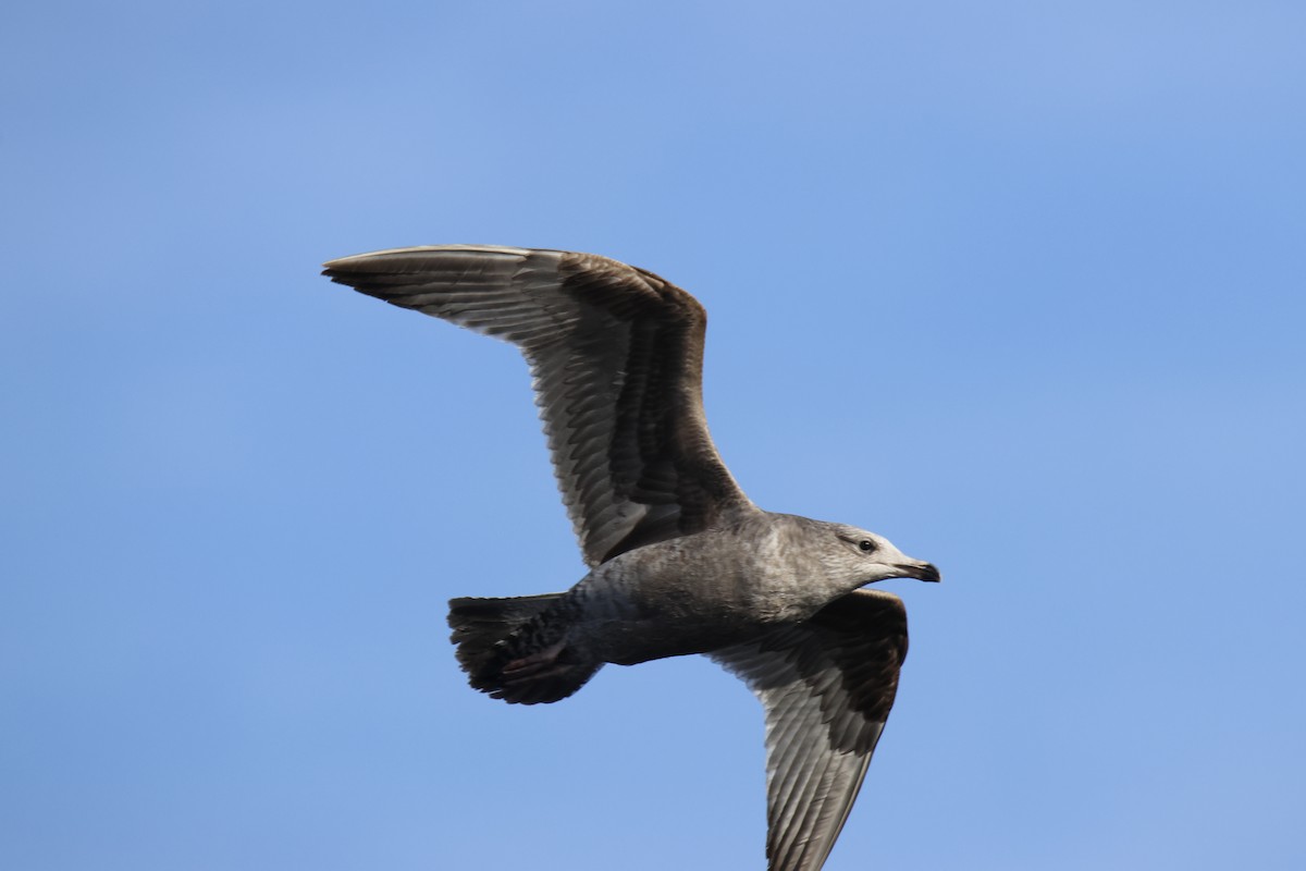 American Herring Gull - ML650934897