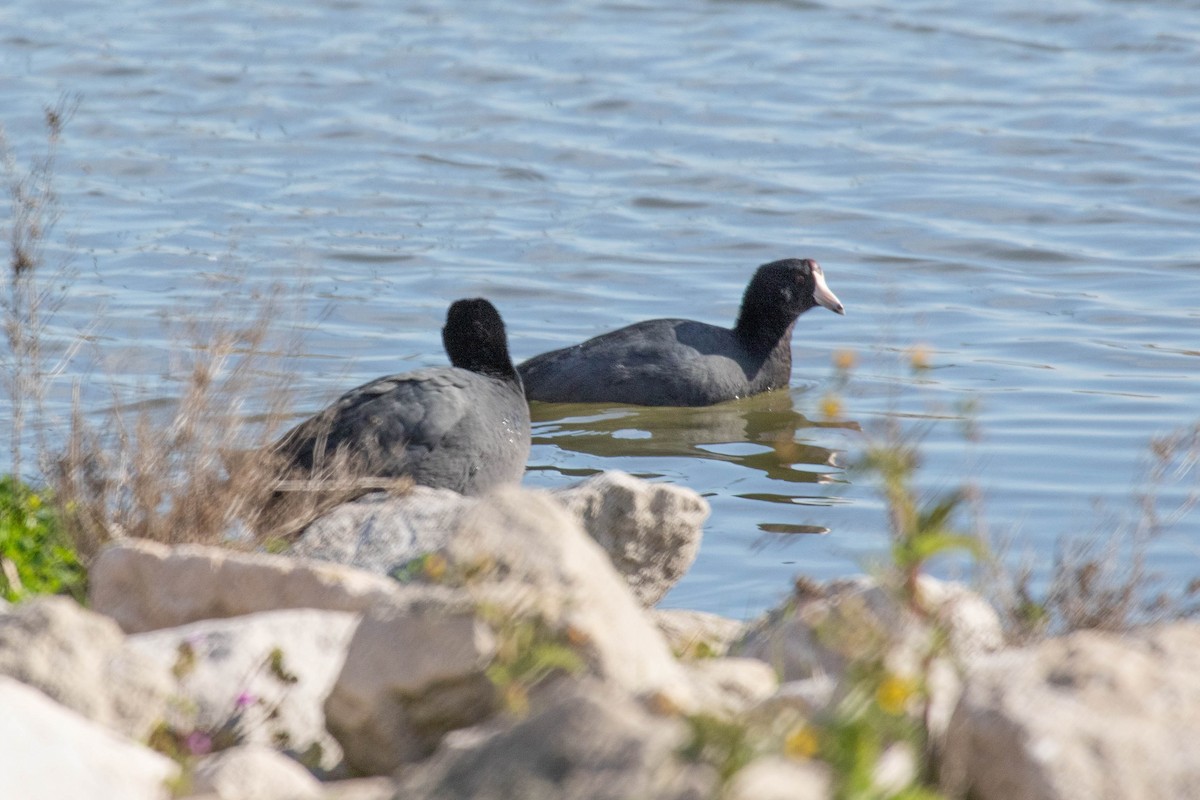 אגמית אמריקנית - ML650934898