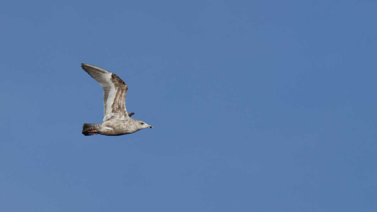 American Herring Gull - ML650934902