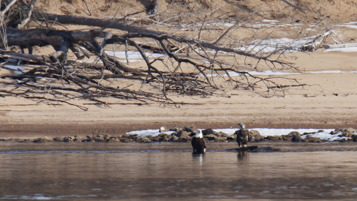 Bald Eagle - ML650934909