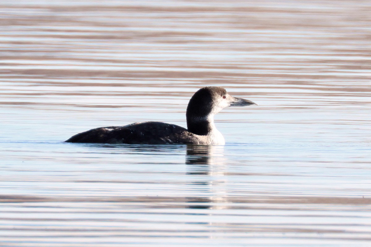 Common Loon - ML650934939