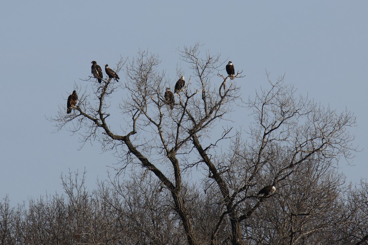Bald Eagle - ML650934941