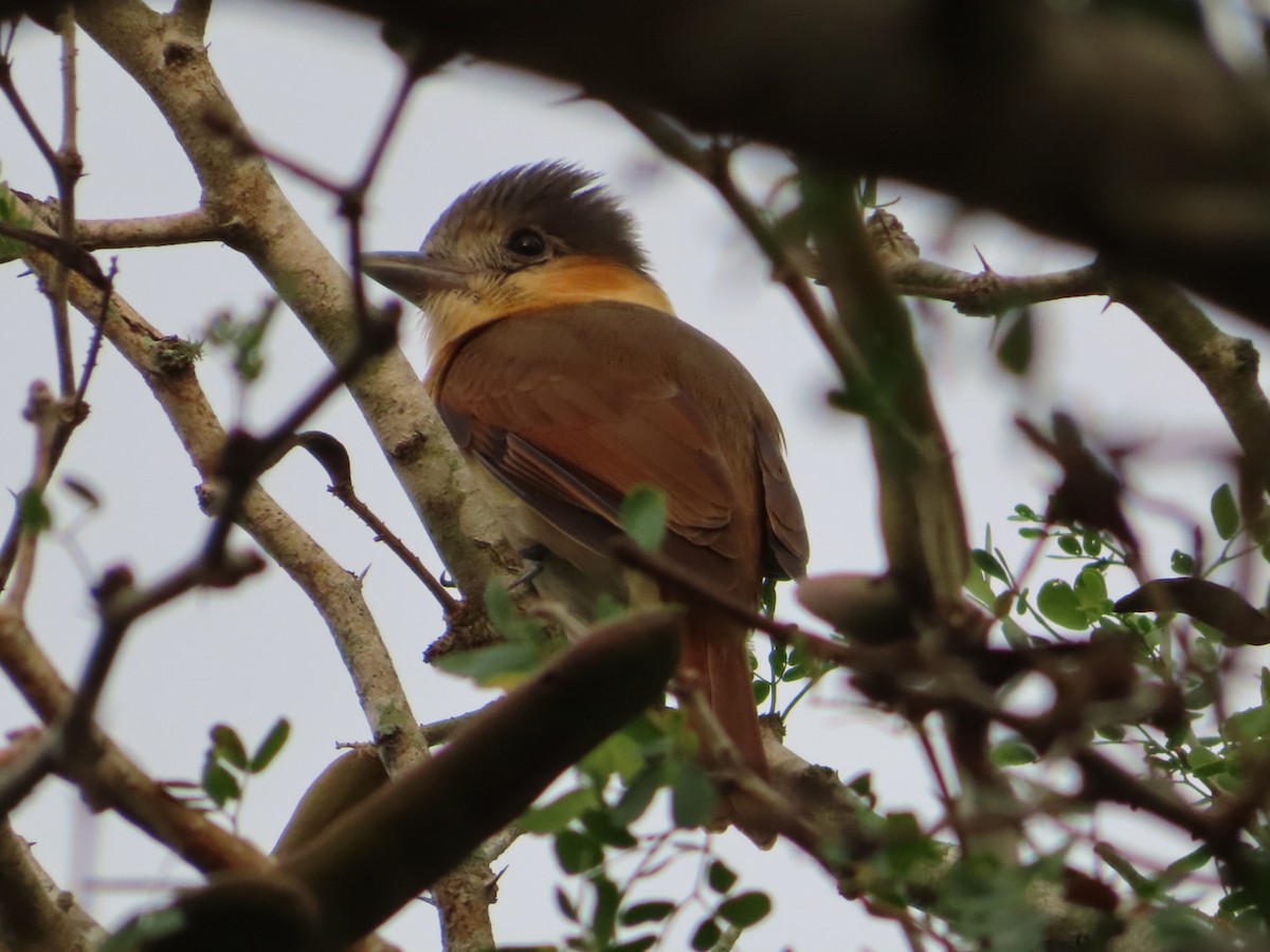 バラノドカザリドリモドキ - ML650934949