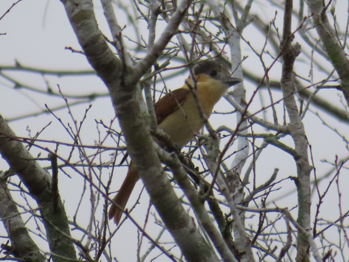 バラノドカザリドリモドキ - ML650934950