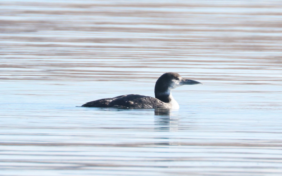 Common Loon - ML650934956
