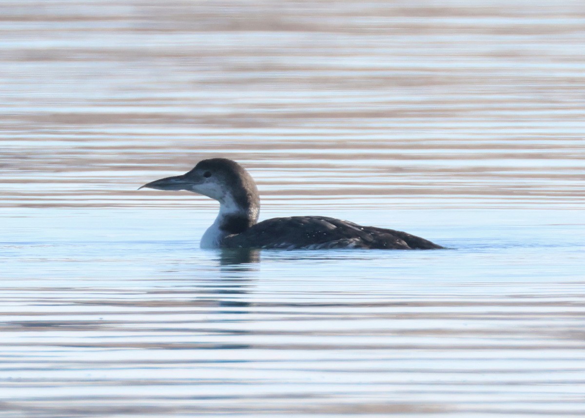 Common Loon - ML650934972