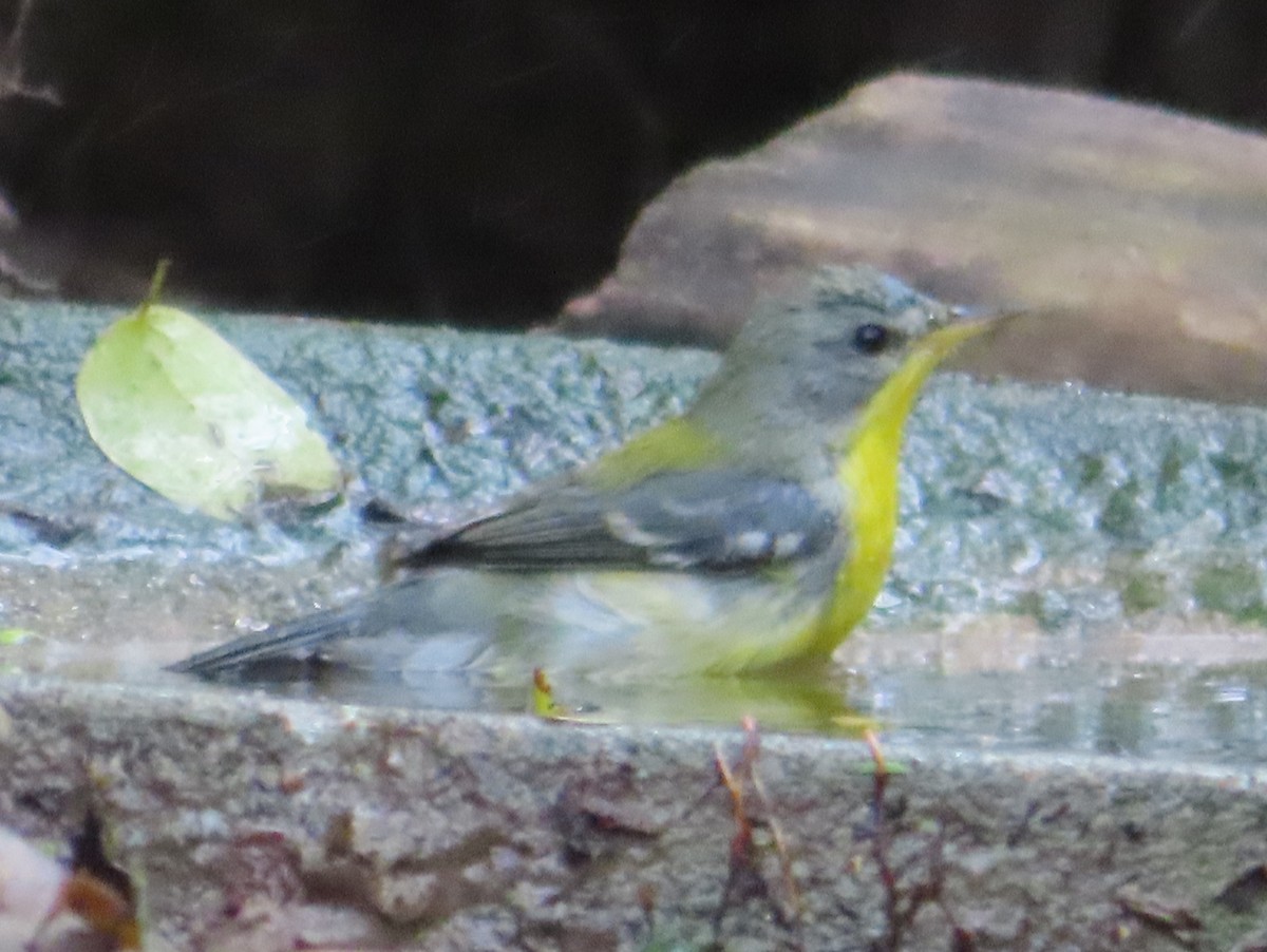 ミナミアサギアメリカムシクイ - ML650935004