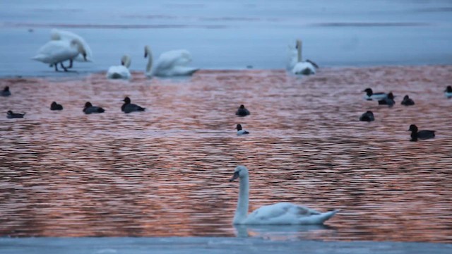 Canvasback - ML650935028