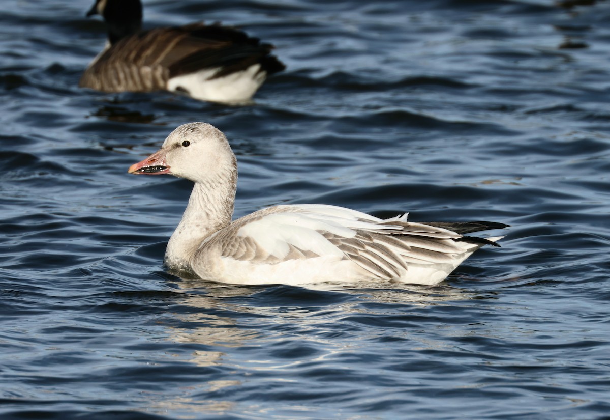 Snow Goose - ML650935085