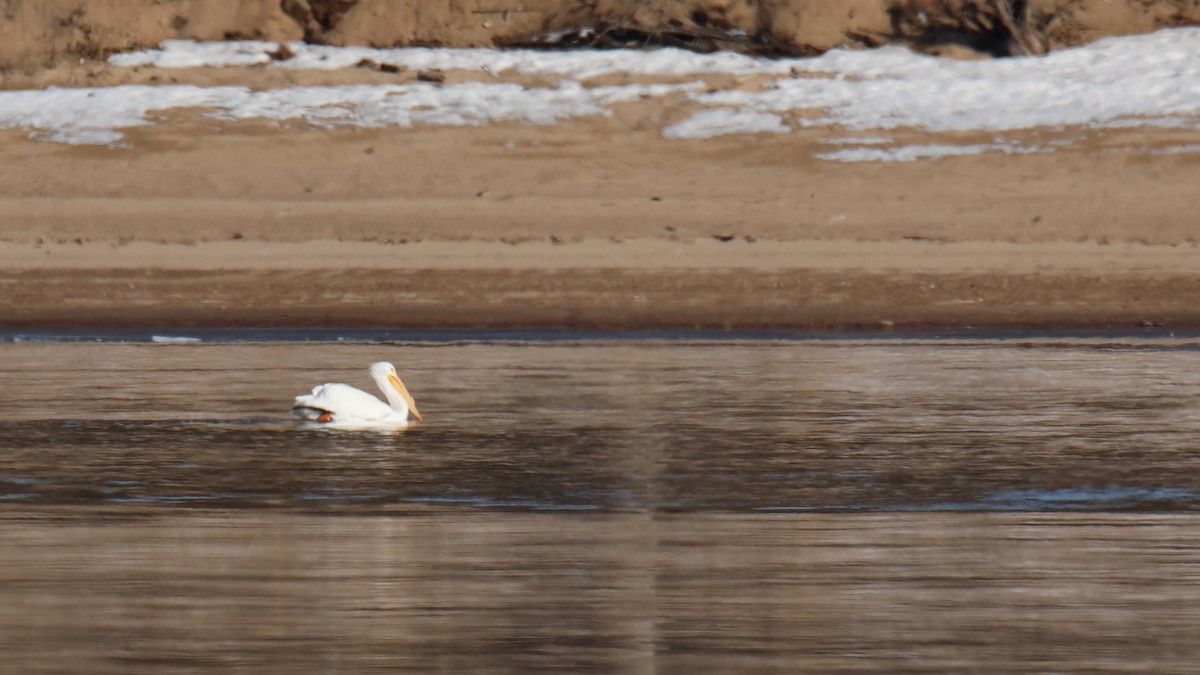 Amerika Pelikanı - ML650935127