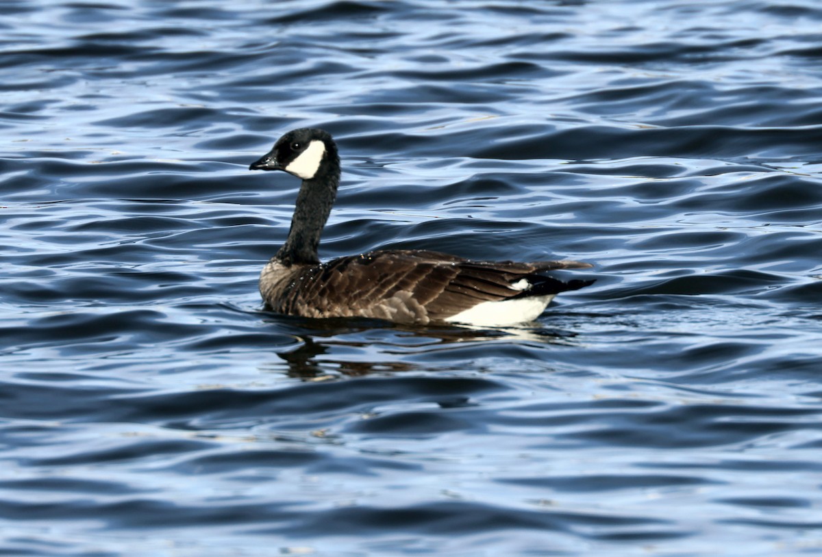 Cackling Goose - ML650935130