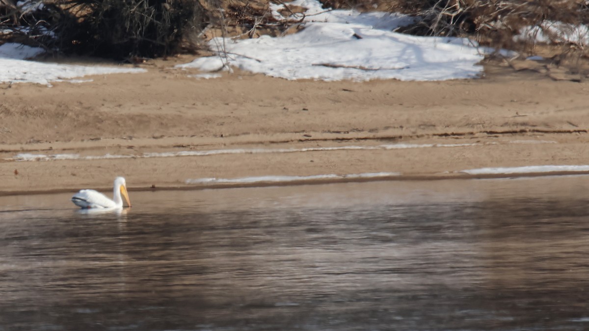 Amerika Pelikanı - ML650935187