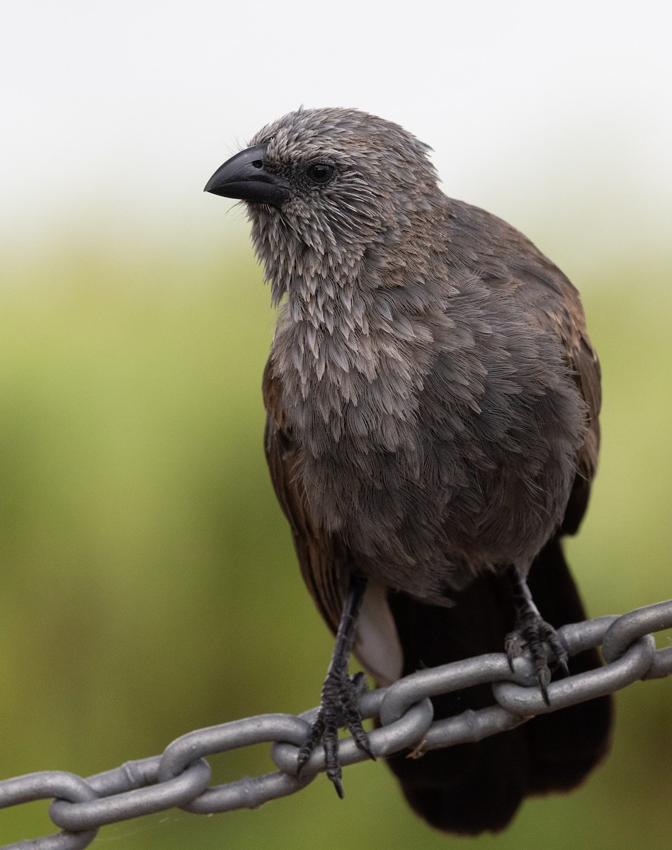 Apostlebird - ML650935202