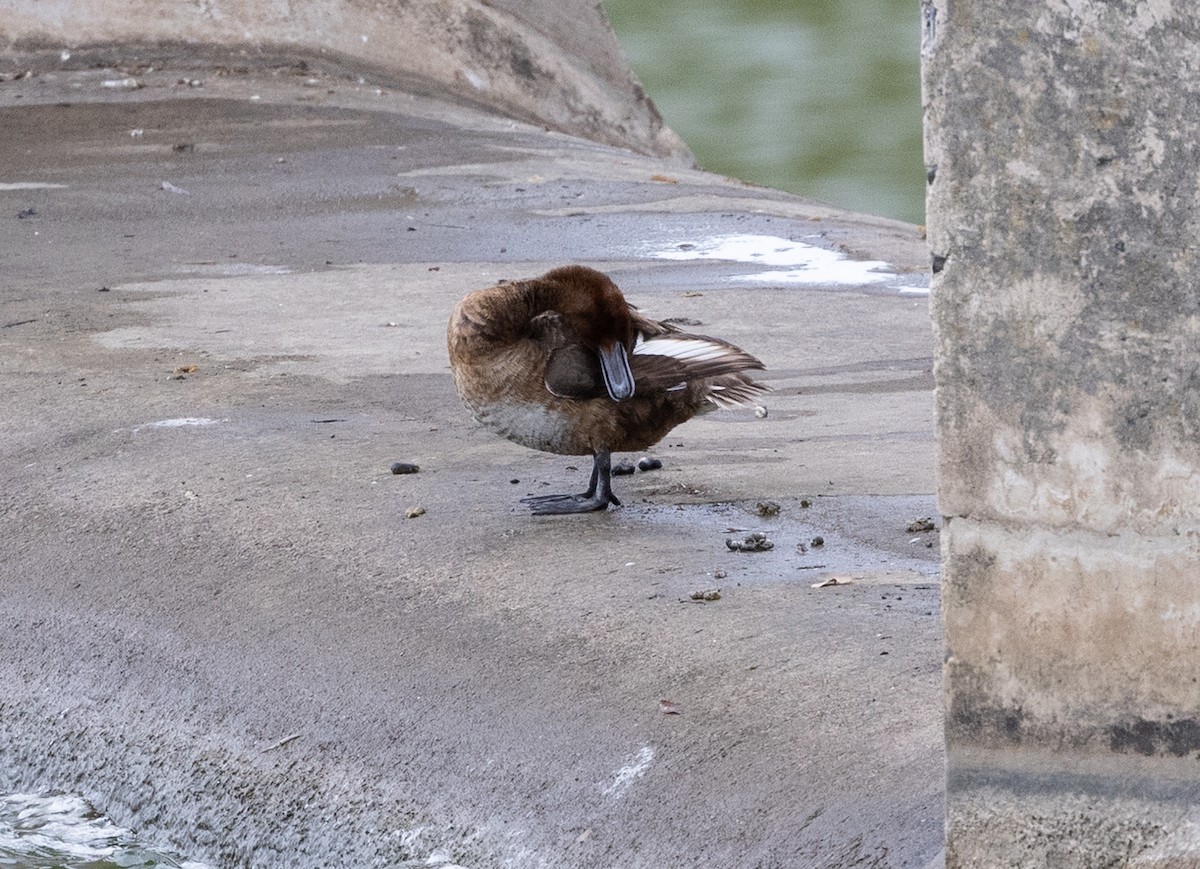 Hardhead - ML650935242