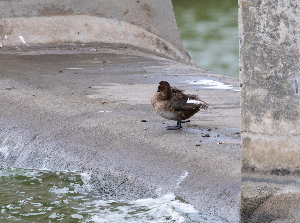 Hardhead - ML650935243