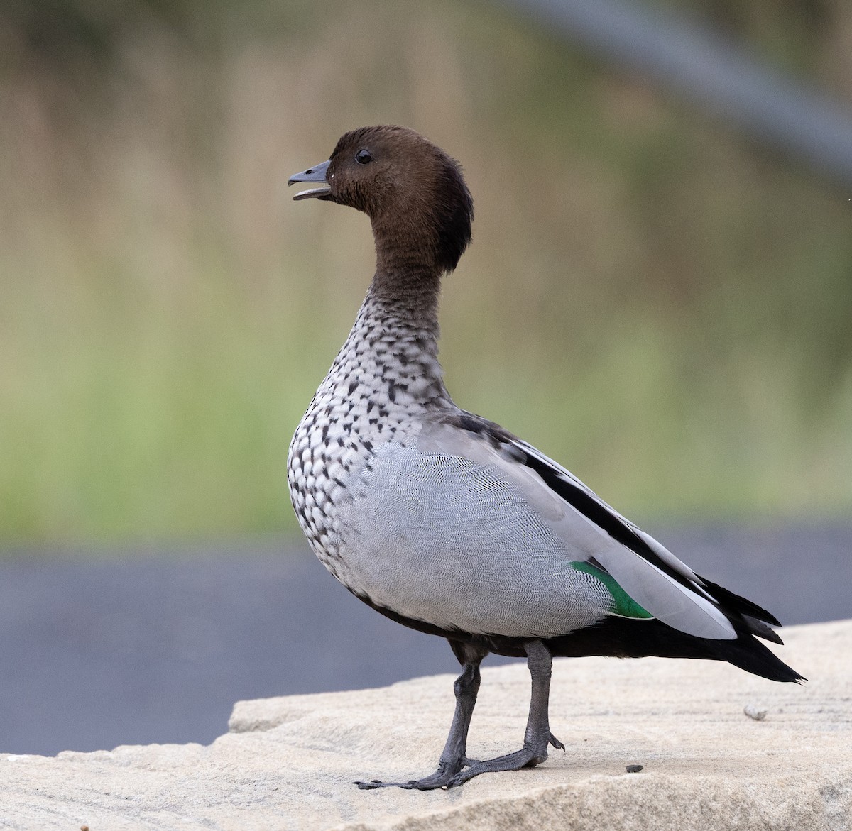 Maned Duck - ML650935252