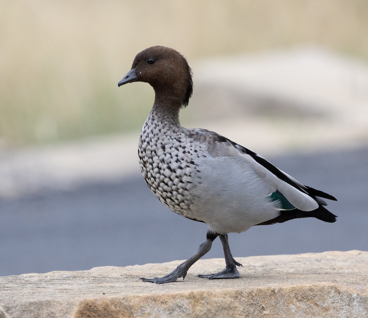 Maned Duck - ML650935253