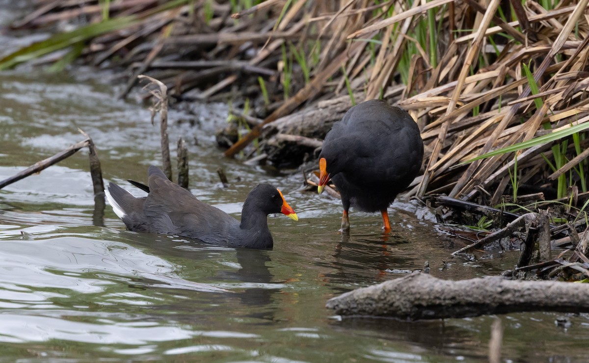 Dusky Moorhen - ML650935267