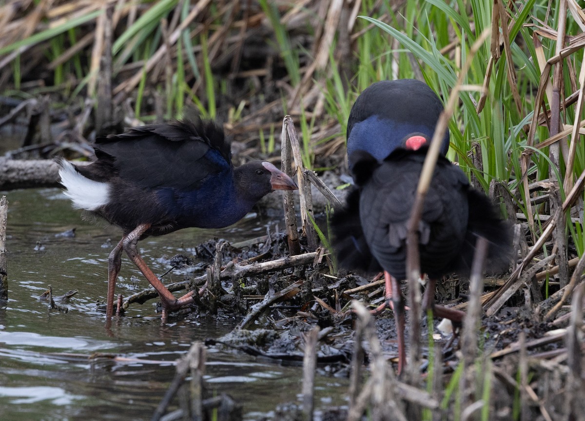 Australasian Swamphen - ML650935297
