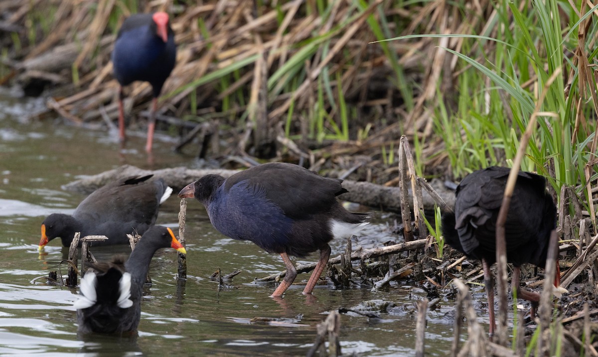 Australasian Swamphen - ML650935298