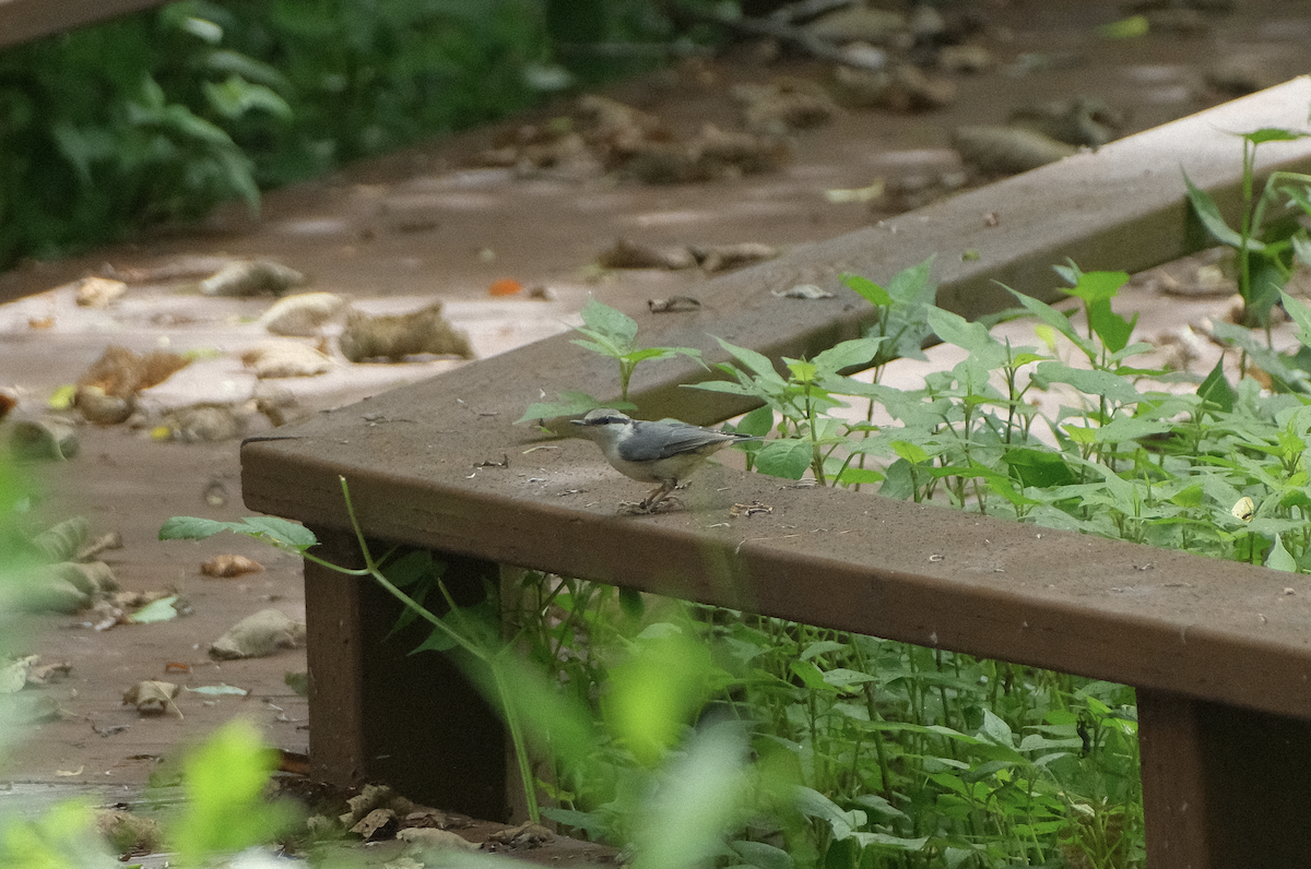 Eurasian Nuthatch - ML650935346