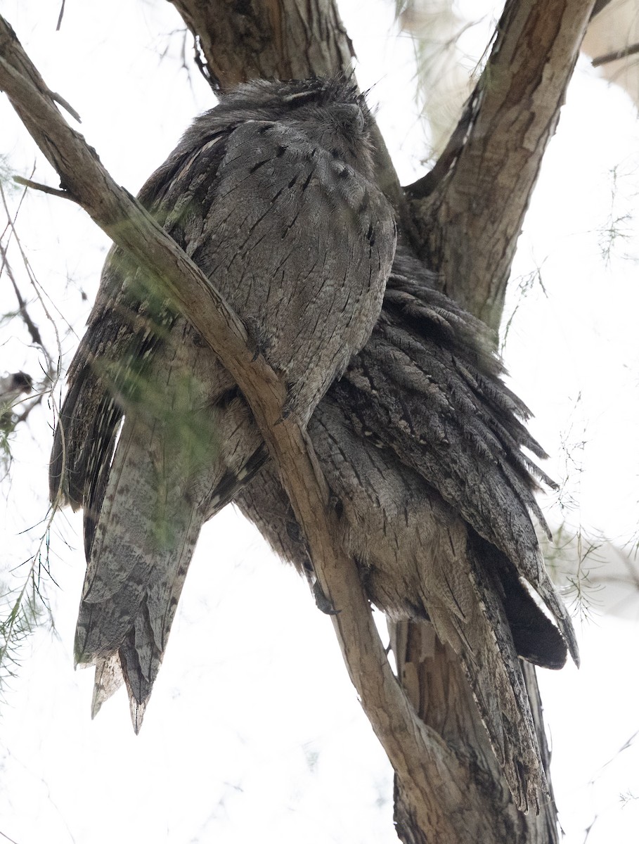 Tawny Frogmouth - ML650935348