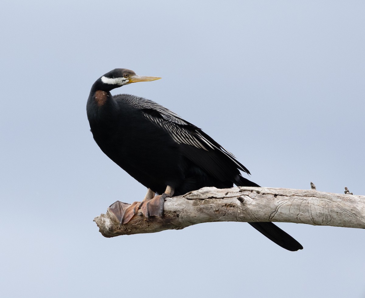 Australasian Darter - ML650935361