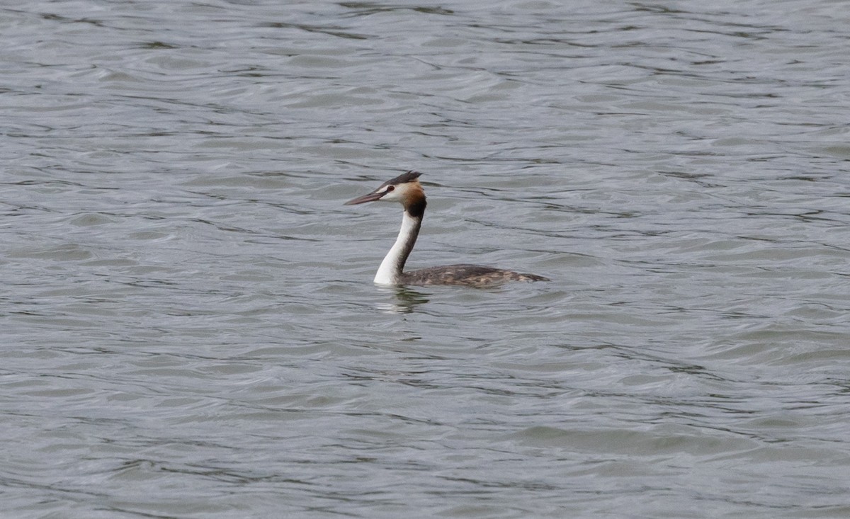 Great Crested Grebe - ML650935365