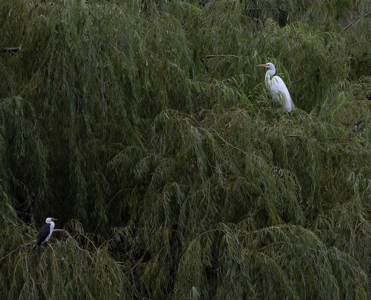 Great Egret - ML650935390