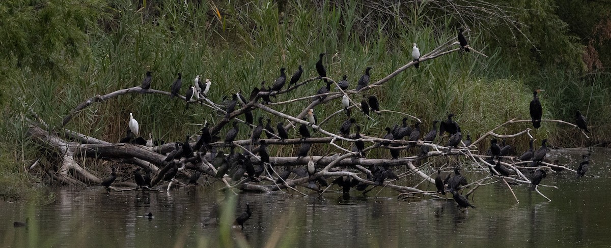 Little Black Cormorant - ML650935396
