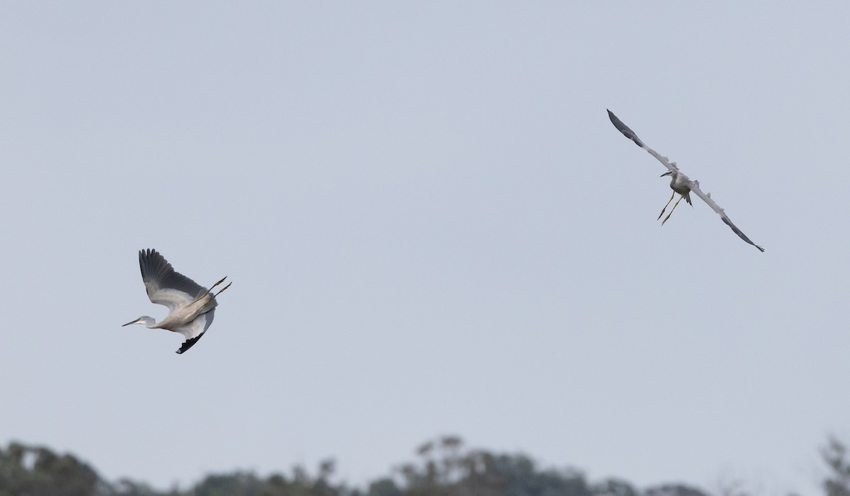 White-faced Heron - ML650935404