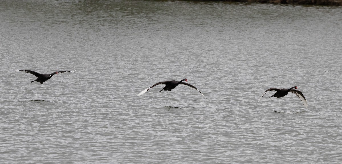 Black Swan - ML650935438