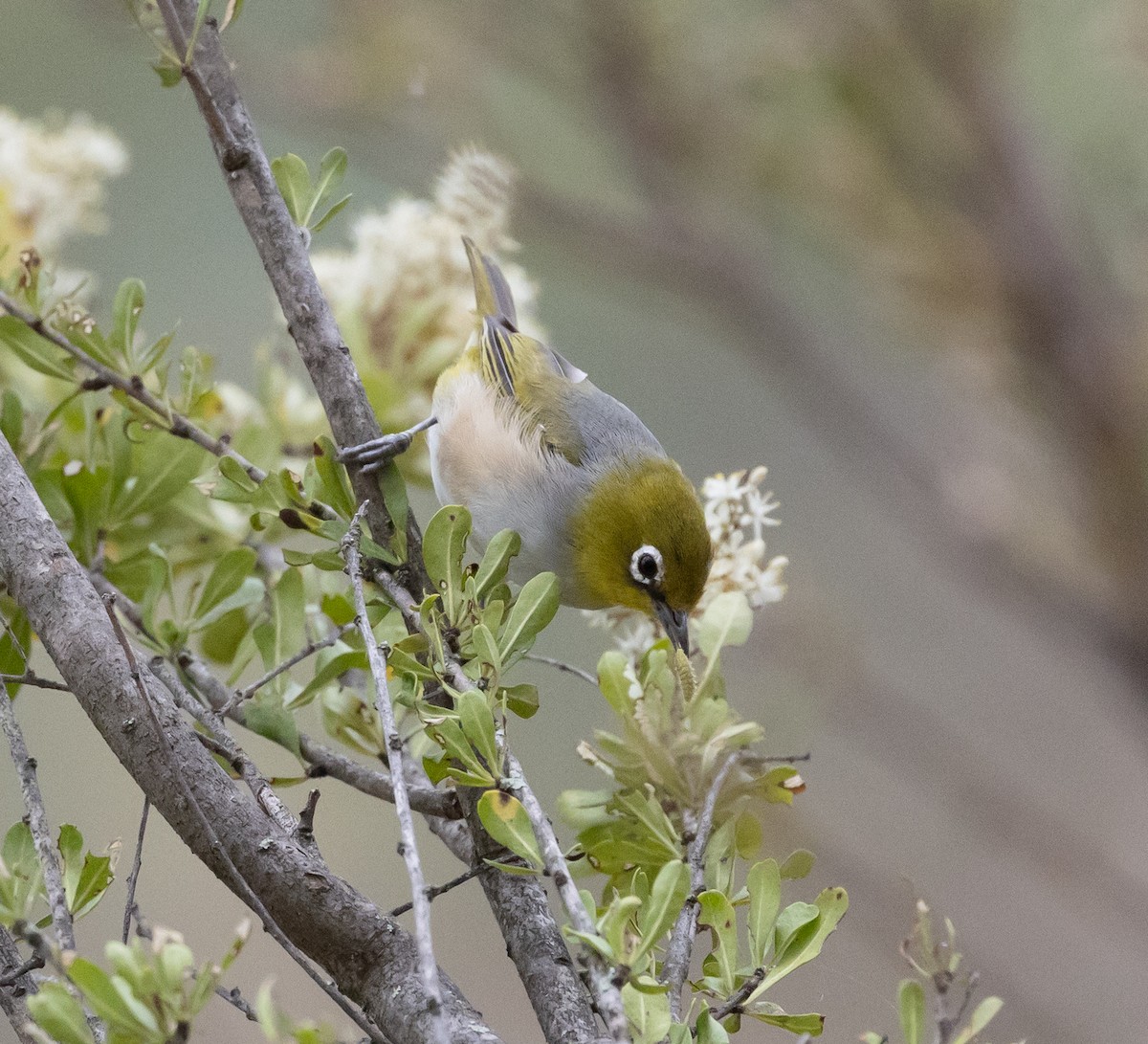 Silvereye - ML650935454